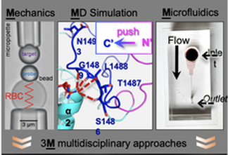 MBL:State Of The Art Biomechanical Nanotools